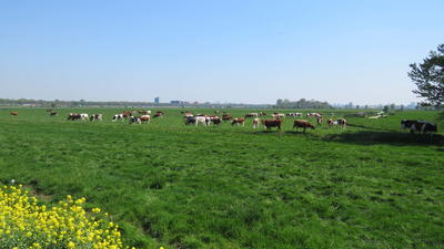 844093 Gezicht over de polder Rijnenburg met grazende koeien te De Meern (gemeente Utrecht), vanaf de N228.N.B. Er zijn ...